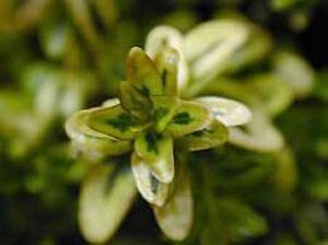 Lonicera nit. 'Lemon Beauty' 25-30 cm cont. 2,0L