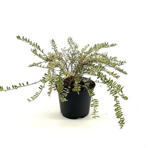 Lonicera nit. 'Lemon Beauty' 25-30 cm cont. 2,0L - afbeelding 3