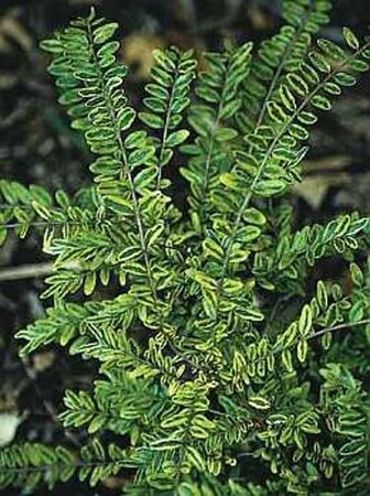 Lonicera nit. 'Lemon Beauty' 25-30 cm cont. 2,0L - afbeelding 2