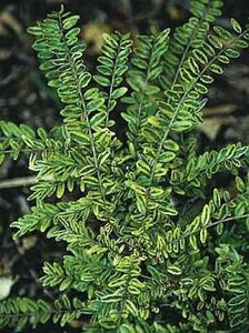 Lonicera nit. 'Lemon Beauty' 30-40 cm cont. 2,0L - afbeelding 2