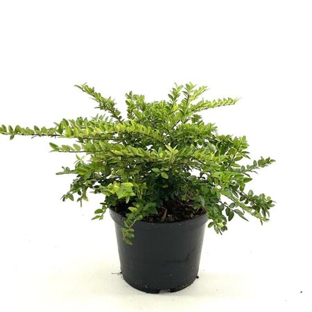 Lonicera nit. 'Maigrün' 25-30 cm cont. 2,0L