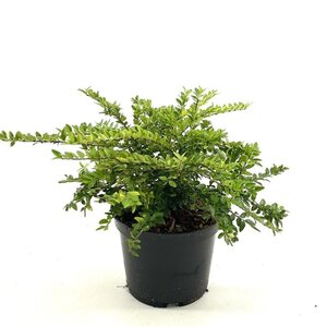 Lonicera nit. 'Maigrün' 25-30 cm cont. 2,0L