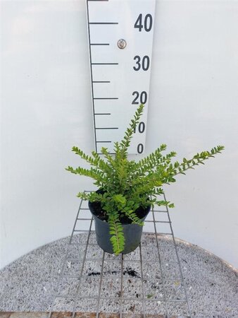 Lonicera nit. 'Maigrün' 30-40 cm cont. 2,0L - afbeelding 5