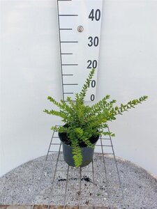 Lonicera nit. 'Maigrün' 30-40 cm cont. 2,0L - afbeelding 5