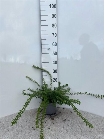 Lonicera nit. 'Maigrün' 30-40 cm cont. 2,0L - afbeelding 4