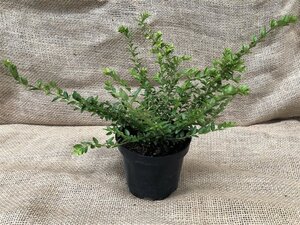 Lonicera nit. 'Maigrün' geen maat specificatie cont. 2,0L