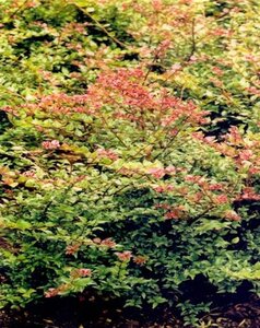 Lonicera nit. 'Red Tips' 25-30 cm cont. 1,5L