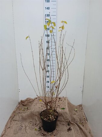 Lonicera xylosteum 100-125 cm cont. 7,5L - afbeelding 1
