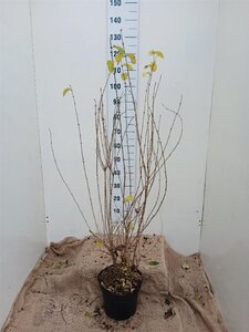 Lonicera xylosteum 100-125 cm cont. 7,5L