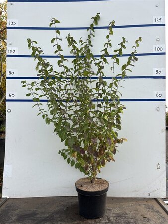 Lonicera xylosteum 100-125 cm cont. 7,5L