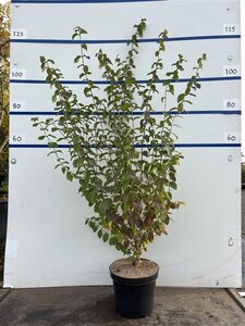 Lonicera xylosteum 100-125 cm cont. 7,5L