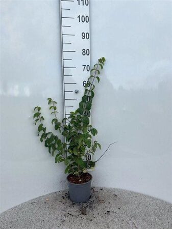 Lonicera xylosteum 30-40 cm cont. 2,0L
