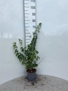 Lonicera xylosteum 30-40 cm cont. 2,0L
