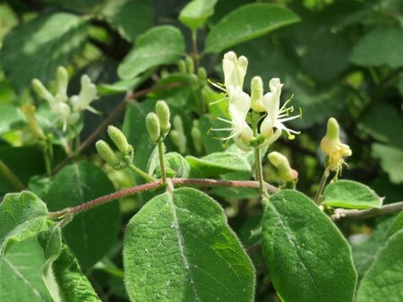 Lonicera xylosteum 60-100 cm cont. 3,0L - afbeelding 4