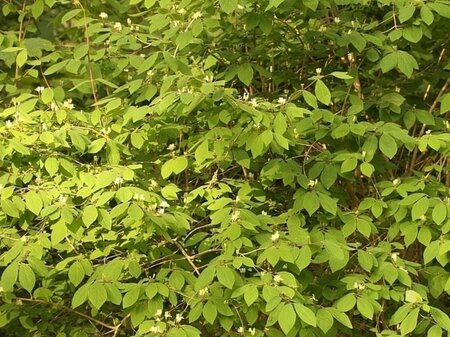 Lonicera xylosteum 60-100 cm wortelgoed struik - afbeelding 1