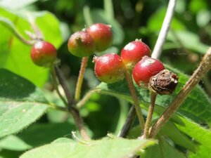 Lonicera xylosteum 60-100 cm wortelgoed struik - afbeelding 2