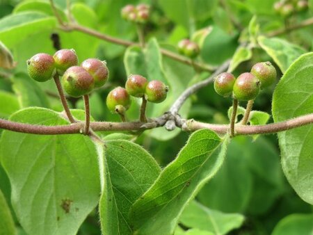 Lonicera xylosteum 60-100 cm wortelgoed struik - afbeelding 5