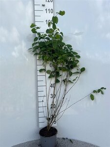 Lonicera xylosteum 60-80 cm cont. 2,0L - afbeelding 3