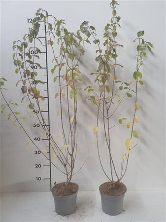 Lonicera xylosteum 60-80 cm cont. 2,0L - afbeelding 1