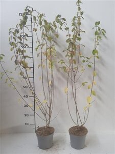Lonicera xylosteum 60-80 cm cont. 2,0L