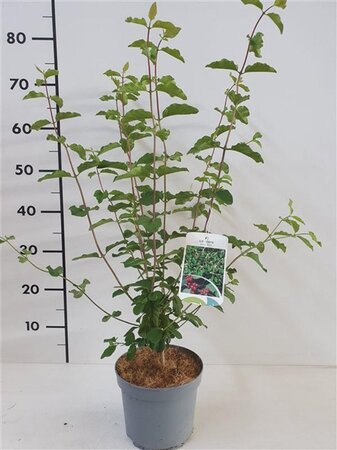 Lonicera xylosteum 60-80 cm cont. 2,0L - afbeelding 2