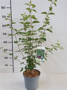 Lonicera xylosteum 60-80 cm cont. 2,0L - afbeelding 2