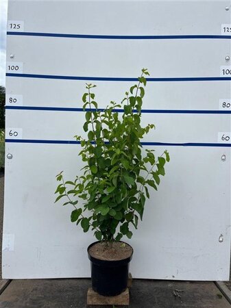 Lonicera xylosteum 80-100 cm cont. 7,5L - afbeelding 2