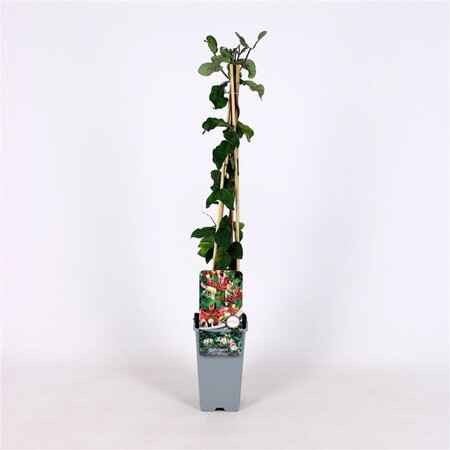 Lonicera per. 'Belgica' 70 cm vierkant 2L