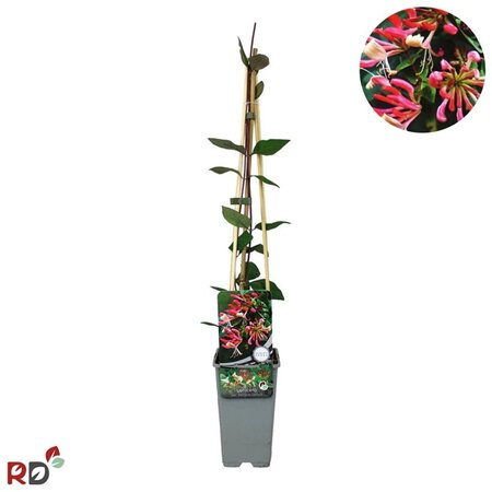 Lonicera per. 'Belgica Select' 70 cm vierkant 2L - afbeelding 1