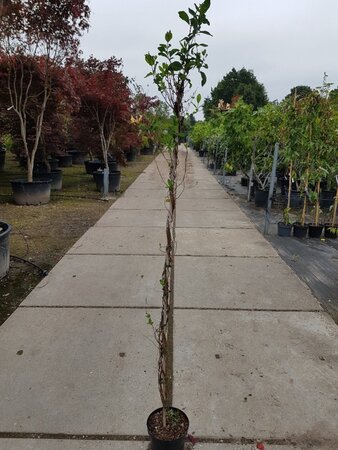 Lonicera periclymenum 150-175 cm cont. 5,0L - afbeelding 2