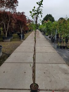 Lonicera periclymenum 150-175 cm cont. 5,0L - afbeelding 2