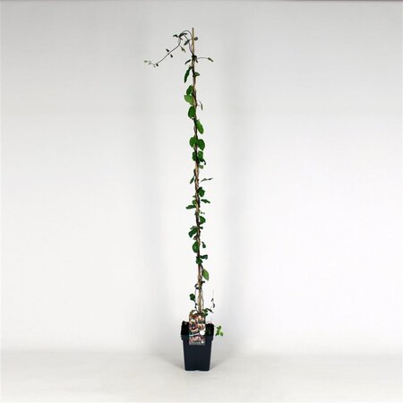Lonicera periclymenum 150-175 cm cont. 5,0L - afbeelding 1