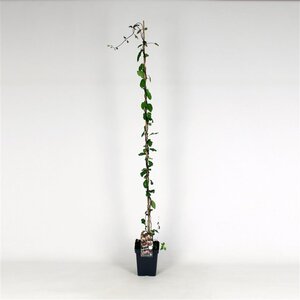 Lonicera periclymenum 150-175 cm cont. 5,0L
