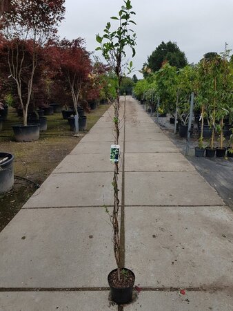 Lonicera periclymenum 150-175 cm cont. 5,0L - afbeelding 3