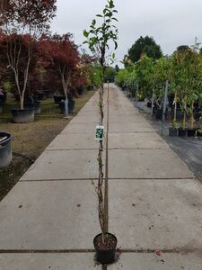 Lonicera periclymenum 150-175 cm cont. 5,0L - afbeelding 3