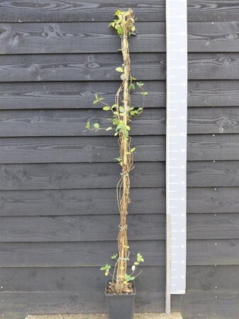 Lonicera periclymenum 150-175 cm cont. 5,0L - afbeelding 3