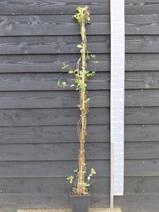 Lonicera periclymenum 150-175 cm cont. 5,0L - afbeelding 3