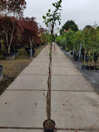 Lonicera periclymenum 150-175 cm cont. 5,0L - afbeelding 4