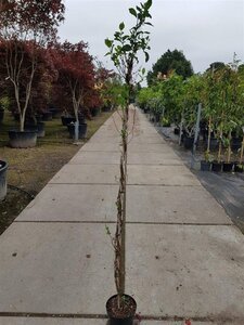 Lonicera periclymenum 150-175 cm cont. 5,0L - afbeelding 4