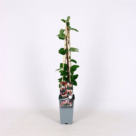Lonicera periclymenum 70 cm vierkant 2L