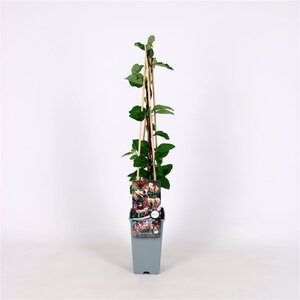 Lonicera periclymenum 70 cm vierkant 2L