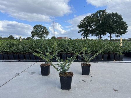 Lonicera pileata 15-20 cm 0,55L/P9cm - afbeelding 1