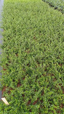 Lonicera pileata 15-20 cm 0,55L/P9cm - afbeelding 2