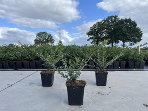 Lonicera pileata 15-20 cm 0,55L/P9cm - afbeelding 3