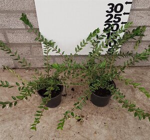 Lonicera pileata 30-40 cm cont. 1,5L - afbeelding 4