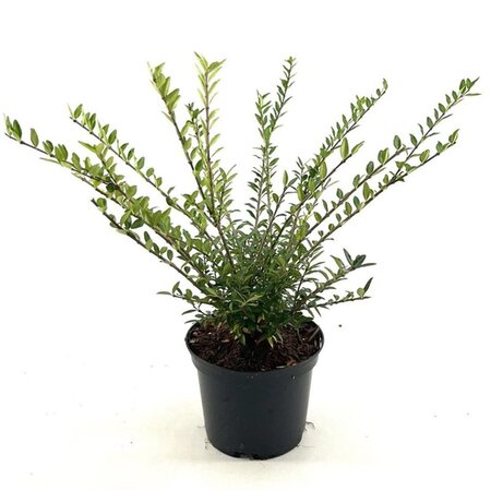 Lonicera pileata 30-40 cm cont. 2,0L - afbeelding 4