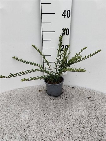 Lonicera pileata 'Moss Green' 25-30 cm cont. 1L - afbeelding 1