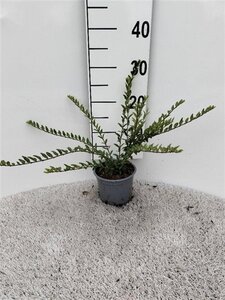 Lonicera pileata 'Moss Green' 25-30 cm cont. 1L