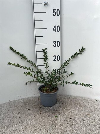 Lonicera pileata 'Moss Green' 25-30 cm cont. 1L - afbeelding 2