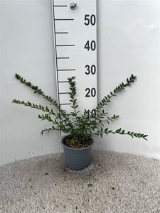 Lonicera pileata 'Moss Green' 25-30 cm cont. 1L - afbeelding 2